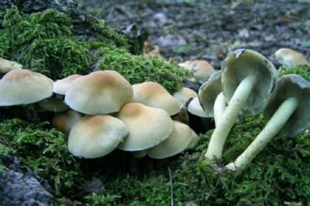 MANGIANO FUNGHI VELENOSI: INTERA FAMIGLIA SALVATA ALL'OSPEDALE DI CUORGNE'