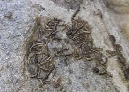 CASELLE - Invasione di millepiedi: campi agricoli distrutti - FOTO