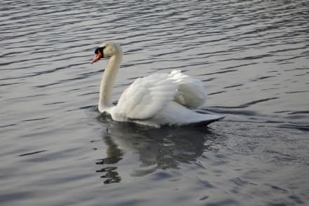 CHIAVERANO - Una colonia di cigni per ricordare il povero Baldassarre