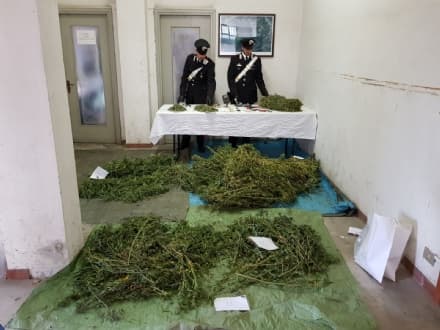 MEUGLIANO - Impiegata arrestata dai carabinieri: in casa con 14 chili di marijuana - FOTO e VIDEO