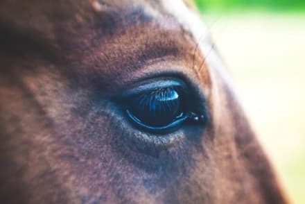 SAN CARLO CANAVESE - Contatti positivi tra animalisti e Comune per l'adozione del cavallo Remì