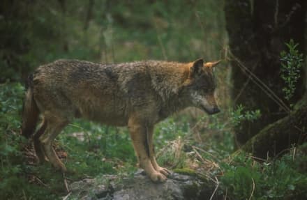 CANAVESE - Uomini e lupi, tra mito e realtà: una convivenza è possibile?