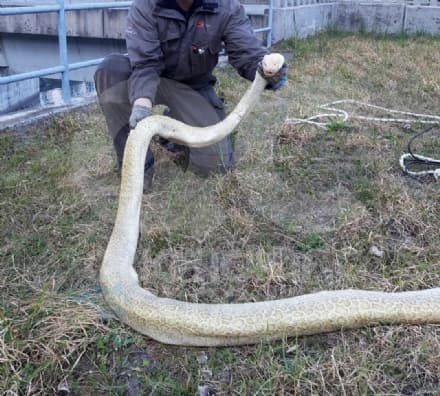 QUINCINETTO - Lanciano un pitone nelle acque della Dora: morto