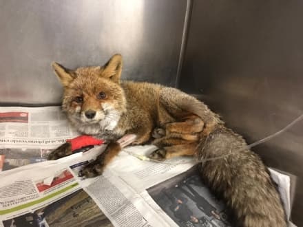 CUORGNE' - Su una volpe ferita a Priacco il primo intervento del progetto «Salviamoli insieme on the road» - FOTO