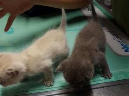 CASTELLAMONTE - Gattini buttati nei rifiuti: appello per trovare qualcuno che li adotti