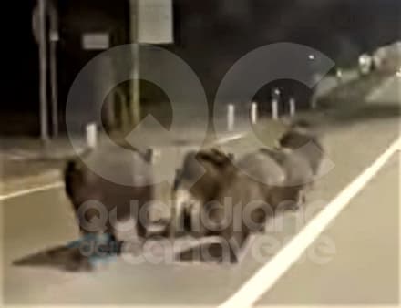 IVREA - Cinghiali attraversano la strada a spasso tra le case. In Regione si discute su come «contenerli» - VIDEO