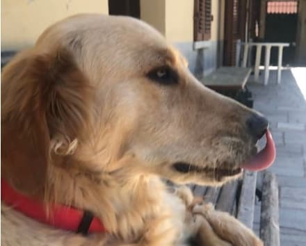 AGLIE' - I ladri assaltano una villetta ma vengono cacciati dal cane Gibbs