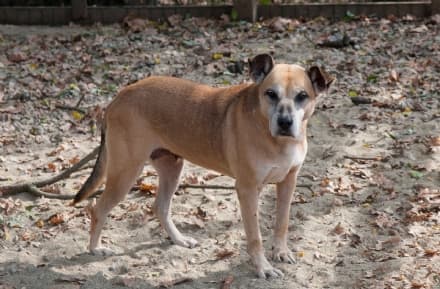 OGLIANICO - Il corso per Dog Sitter aiuta il rifugio «La Quercia Rossa»