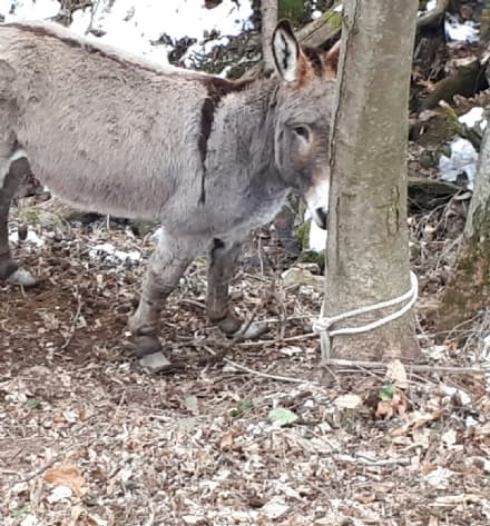 COLLERETTO CASTELNUOVO - Asini legati agli alberi in un bosco, senza cibo: salvati, ora rischiano di tornare al proprietario