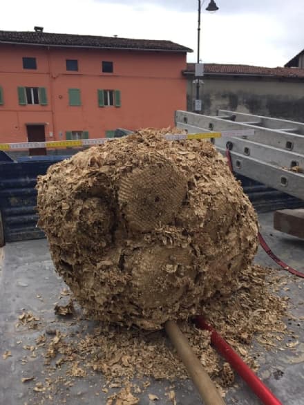 BOLLENGO - Favo gigante appeso al campanile della chiesa - FOTO