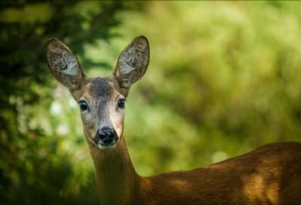 CASTELLAMONTE - La triste storia del capriolo investito sulla provinciale per Filia