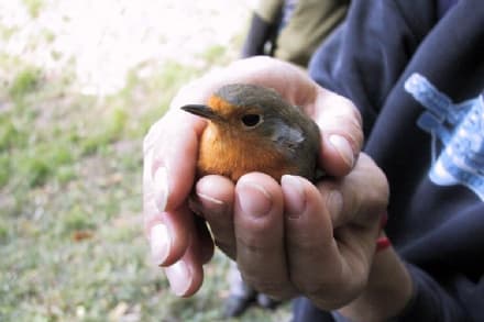 CANAVESE - Cosa fare e a chi rivolgersi quando si trova un animale in difficoltà?