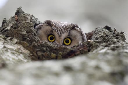 PARCO GRAN PARADISO - «Fotografare il Parco»: ecco i vincitori del concorso - GUARDA LE FOTO