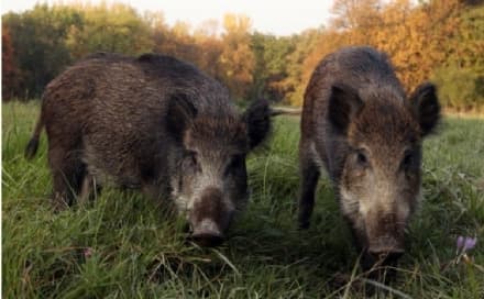 CANAVESE - Danni provocati dai cinghiali: Coldiretti sostiene la caccia