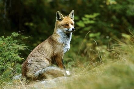 GRAN PARADISO - Ecco la Top Ten degli animali da vedere nel Parco più antico d'Italia