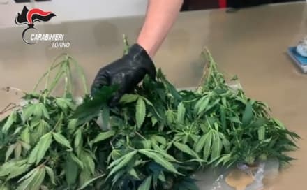 BOSCONERO - Piantagione di marijuana scoperta dai carabinieri: un arresto e due denunce - VIDEO