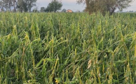 CANAVESE - Ondata di maltempo, agricoltura in ginocchio: «Distrutte le colture» - FOTO