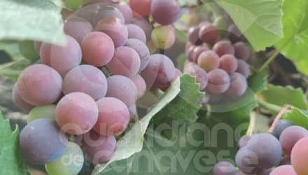 CANAVESE - Vendemmia salva ma la siccità ha colpito anche le vigne: allarme di Coldiretti