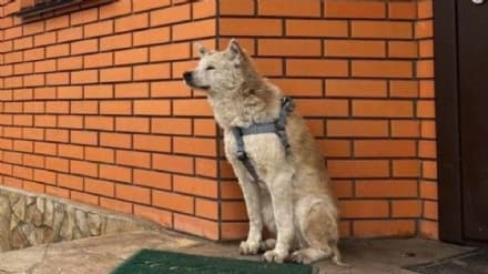 PET – Reeny, la triste storia dell’Hachiko ucraino
