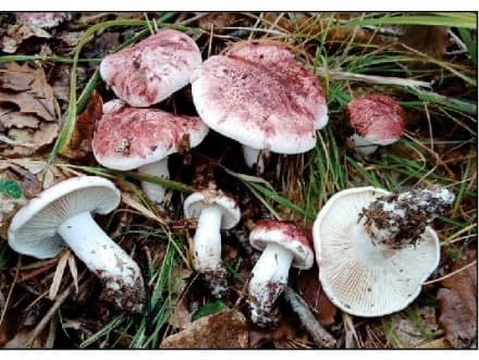 CANAVESE - Attenti ai funghi: l'Asl apre il centro micologico