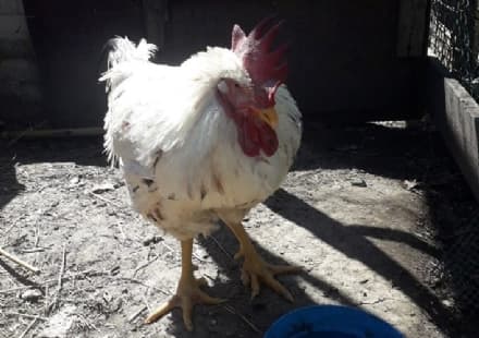 IVREA - E' morto il gallo abbandonato in un bidone dei rifiuti