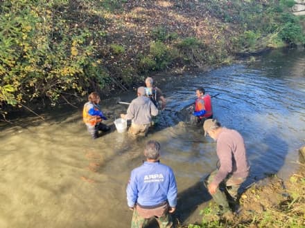 CHIVASSO - Salvati i pesci che stavano morendo soffocati nel torrente Orchetto