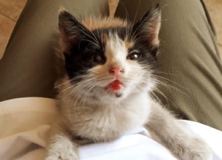 CASTELLAMONTE - Gattina abbandonata in mezzo alla strada: salva per miracolo