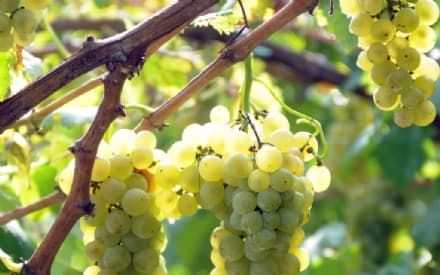 CANAVESE - Vendemmia 2018 da quattro stelle per l'Erbaluce: forse la migliore tra le vendemmie dal 2000