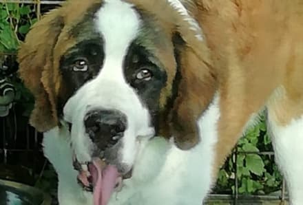 ORRORE A CARAVINO - Sparano al cane senza motivo e lo uccidono con un colpo al polmone