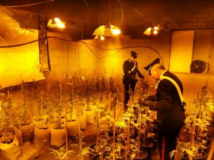 CASTELLAMONTE - SCOPERTA FABBRICA DI MARIJUANA: DUE ARRESTI. SEQUESTRATE 130 PIANTE E 4 CHILI DI DROGA - FOTO e VIDEO