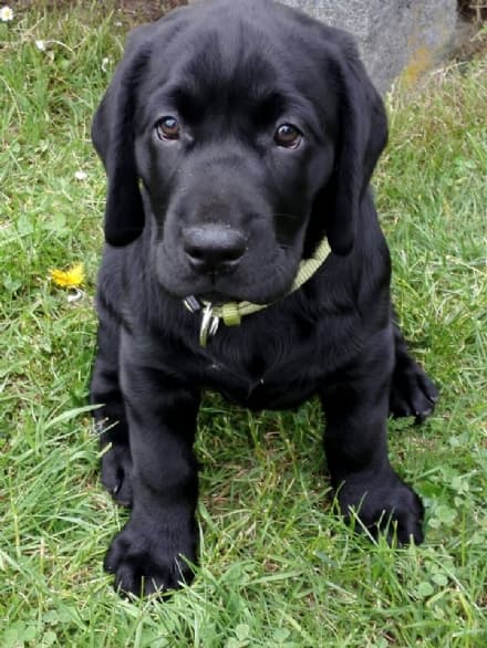 VALPERGA - Cucciolo di labrador nero scomparso, appello dei suoi padroni