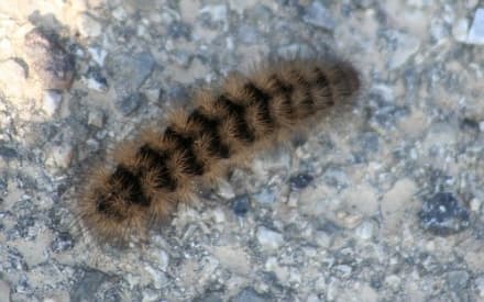 RIVARA - Processionaria nel parco: bimbo finisce dal medico