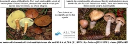 CANAVESE - Funghi radioattivi in Valchiusella: allerta dell'Asl To4 su due specie presenti in tutta la zona