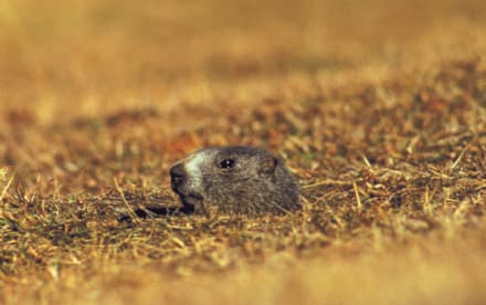 PARCO GRAN PARADISO - 554 cittadini hanno donato il 5 per 1000 per salvare gli animali del parco