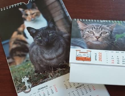 IVREA - Ben 273 mici sono passati dal rifugio di «Eporedianimali» nel 2021: tempo di bilanci per il gattile