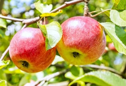 AGLIE' - Frutteto svaligiato dai ladri: rubate le mele ancora da raccogliere