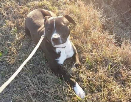 FAVRIA - Smarrito Thor: aiutiamolo a tornare a casa