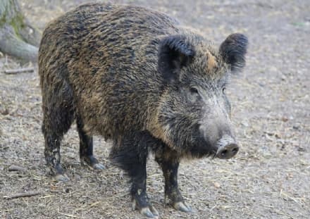 CHIVASSO - Cinghiale scorrazza tra le case: è stato abbattuto