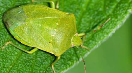 CANAVESE - Il freddo che non arriva favorisce l'invasione delle cimici