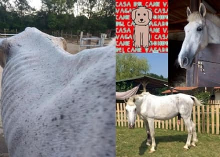 IVREA - Cavallo maltrattato rischia di tornare al suo aguzzino