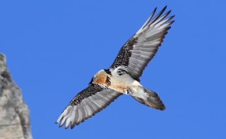 GRAN PARADISO - Fiocco rosa nel Parco: è nato un piccolo gipeto