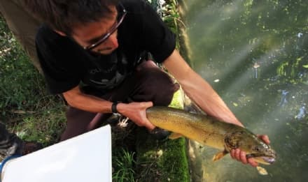 PARCO GRAN PARADISO - Biologi e ricercatori al lavoro per salvare la trota marmorata dall'estinzione