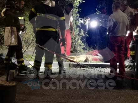 RIVAROLO CANAVESE - Vigili del fuoco si gettano nella roggia per salvare un cucciolo di capriolo - FOTO