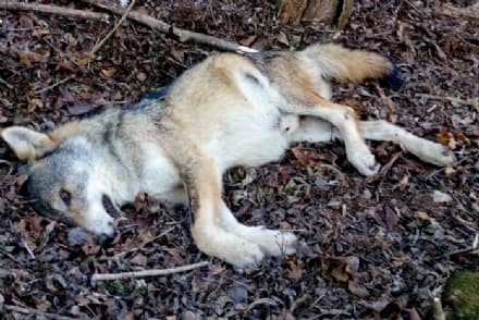 CANAVESE - Entrano in azione le Unità Cinofile Antiveleno contro un crimine crudele e inutile