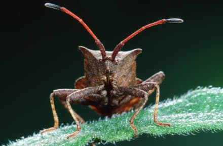 CANAVESE - Fastidiosa e distruttiva: la cimice asiatica devasta l'agricoltura. Allarme della Coldiretti