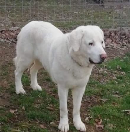 APPELLO - Asia cerca una famiglia