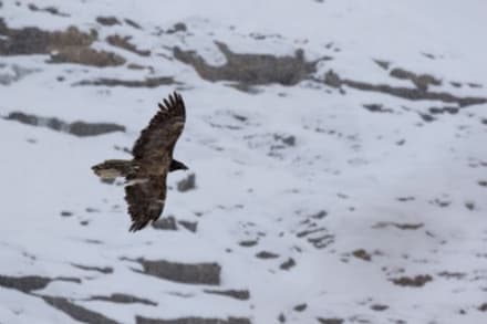 PARCO GRAN PARADISO - Vietato disturbare: c'è il gipeto che nidifica!