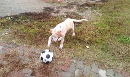 CANAVESE - Rubato un labrador a Feletto: appello per Cesare - FOTO
