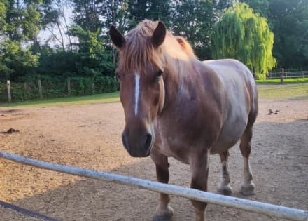 BARBANIA - Si cerca una casa per Gulliver, il «gigante buono» del rifugio