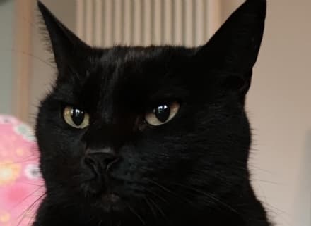 RICORRENZE - È la giornata del gatto nero